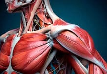 ¿Conoces estás 14 curiosidades del cuerpo humano? ¡Dale clic!