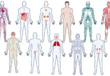 ¿Conoces los sistemas del cuerpo humano? ¡Dale clic!